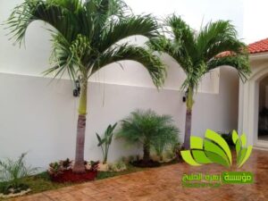 تنسيق حدائق,تنسيق حدائق نجيل,افضل شركة تنسيق حدائق,تنسيق حدائق رسم هندسي,تصميم وتنسيق حدائق,بستنة وتنسيق حدائق,زراعة وتنسيق حدائق,مشاتل وتنسيق حدائق,شلالات وتنسيق حدائق,ديكورات وتنسيق حدائق,لاند سكيب وتنسيق حدائق,عشب صناعي وتنسيق حدائق,تصميم شلالات وتنسيق حدائق,تنسق حدائق الدمام,تنسيق حدائق منزلية,محل تنسيق حدائق في جدة ومكة,محلات تنسيق حدائق جدة ومكة,فني وتنسيق الحدائق,تنسيق حدائق جدة,محلات تنسيق حدائق جدة ومكة,محل تنسيق حدائق في جدة ومكة,شركة تنسيق حدائق,تنسيق حدائق الرياض,تنسيق حدائق,شركة تنسيق حدائق بالرياض,تنسيق حدائق منزلية,حدائق,شركة تنسيق حدائق,تنسيق حدائق في الرياض,تنسيق حدائق الرياض الرياض,تنسيق حدائق بالرياض,الرياض,افضل شركة تنسيق حدائق بالرياض,تنسيق,منسق حدائق الرياض,تنسيق حدائق الخبر,تنسيق حدائق الدمام,تنسيق حدائق ابها,تنسيق حدائق السعودية,تنسيق الحدائق,تنسيق حدائق فلل,تصميم حدائق الرياض,افكار تنسيق حدائق,تنسيق حدائق نجران,تنسيق حدائق بنجران,افضل شركة تنسيق حدائق,تنسيق حدائق خميس مشيط,تنسيق حدائق خميس,تنسيق حدائق خميس مشيط وابها,تنسيق حدائق ابها وخميس مشيط,شركه تنسيق حدائق خميس مشيط,شركة تنسيق حد