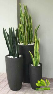 تنسيق حدائق,تنسيق حدائق نجيل,افضل شركة تنسيق حدائق,تنسيق حدائق رسم هندسي,تصميم وتنسيق حدائق,بستنة وتنسيق حدائق,زراعة وتنسيق حدائق,مشاتل وتنسيق حدائق,شلالات وتنسيق حدائق,ديكورات وتنسيق حدائق,لاند سكيب وتنسيق حدائق,عشب صناعي وتنسيق حدائق,تصميم شلالات وتنسيق حدائق,تنسق حدائق الدمام,تنسيق حدائق منزلية,محل تنسيق حدائق في جدة ومكة,محلات تنسيق حدائق جدة ومكة,فني وتنسيق الحدائق,تنسيق حدائق جدة,محلات تنسيق حدائق جدة ومكة,محل تنسيق حدائق في جدة ومكة,شركة تنسيق حدائق,تنسيق حدائق الرياض,تنسيق حدائق,شركة تنسيق حدائق بالرياض,تنسيق حدائق منزلية,حدائق,شركة تنسيق حدائق,تنسيق حدائق في الرياض,تنسيق حدائق الرياض الرياض,تنسيق حدائق بالرياض,الرياض,افضل شركة تنسيق حدائق بالرياض,تنسيق,منسق حدائق الرياض,تنسيق حدائق الخبر,تنسيق حدائق الدمام,تنسيق حدائق ابها,تنسيق حدائق السعودية,تنسيق الحدائق,تنسيق حدائق فلل,تصميم حدائق الرياض,افكار تنسيق حدائق,تنسيق حدائق نجران,تنسيق حدائق بنجران,افضل شركة تنسيق حدائق,تنسيق حدائق خميس مشيط,تنسيق حدائق خميس,تنسيق حدائق خميس مشيط وابها,تنسيق حدائق ابها وخميس مشيط,شركه تنسيق حدائق خميس مشيط,شركة تنسيق حد