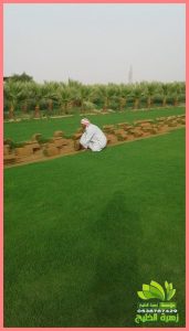 زراعة العشب الطبيعي في المنزل