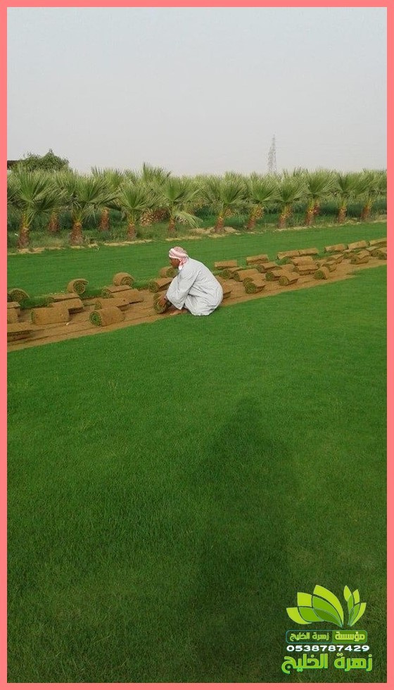 زراعة العشب الطبيعي في المنزل
