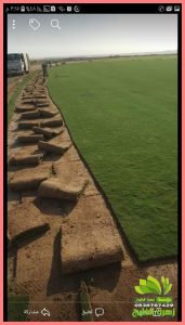 عشب طبيعى جدة