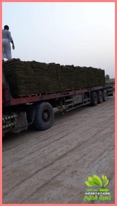 توريد العشب الطبيعى