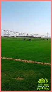 تكلفة العشب الطبيعي