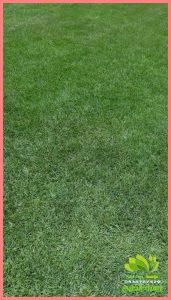 تنسيق حدائق جدة نجيل