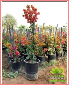 زهور طبيعية