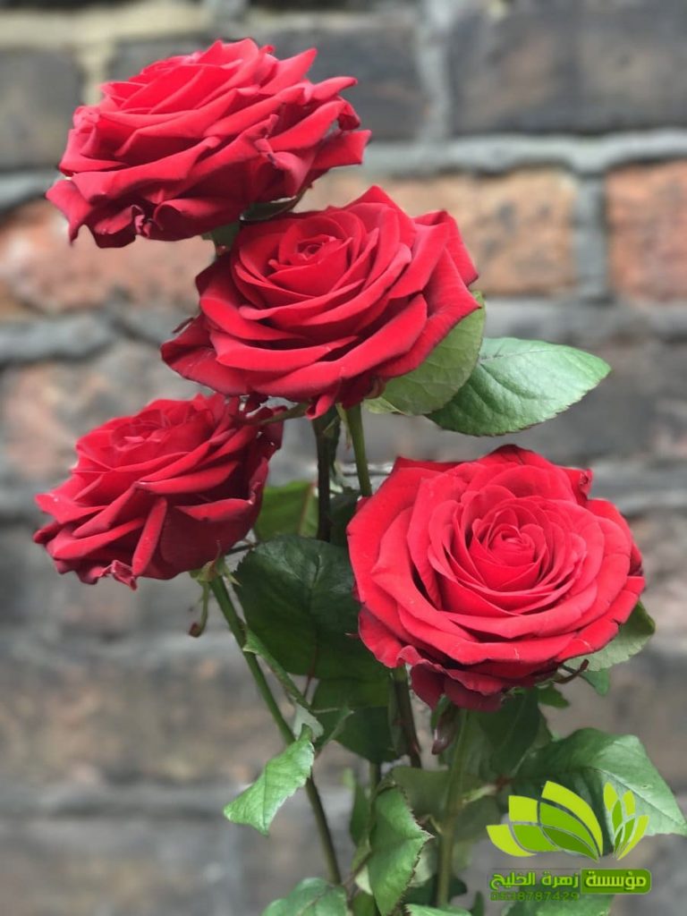 تنسيق ورود طبيعية